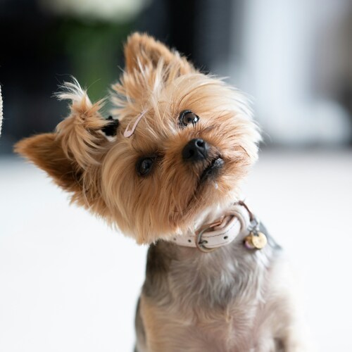 raza-yorkshire-terrier