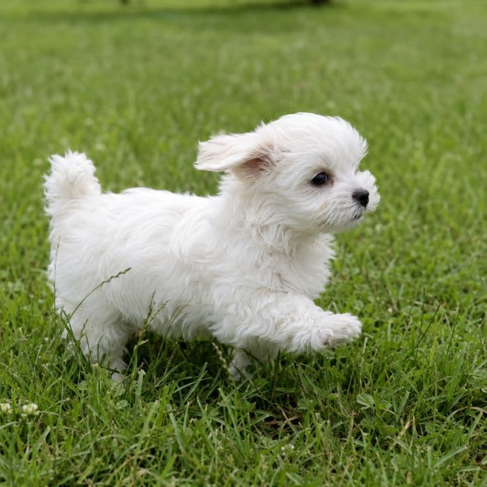 Bichón Maltés Coreano
