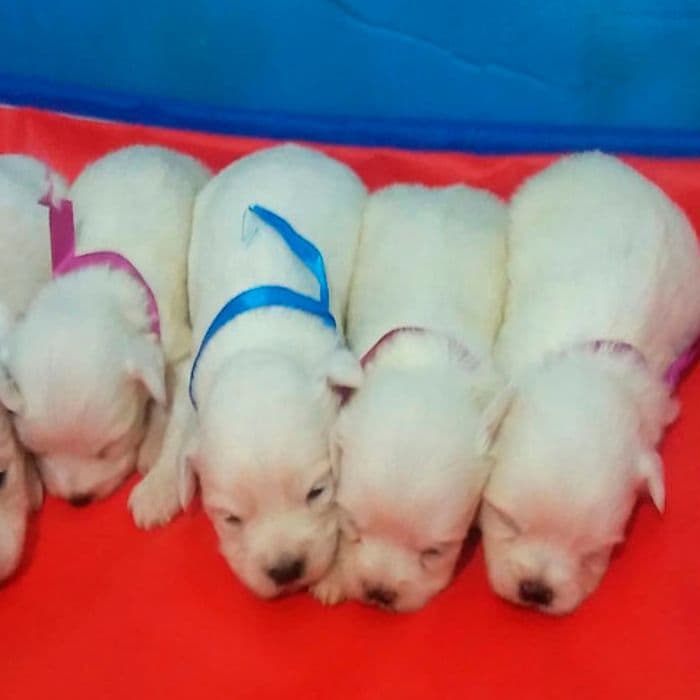 Bichón Maltés Toy