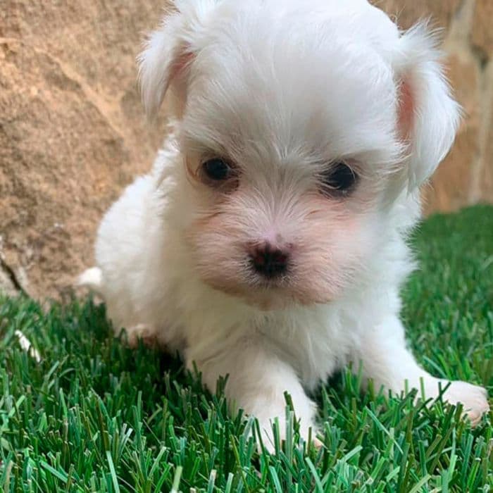 Bichón Maltés enano