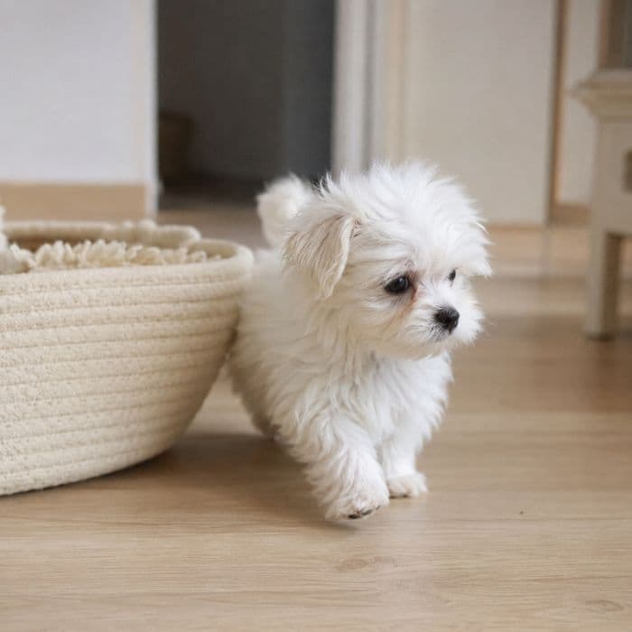 Bichon Maltés europeo