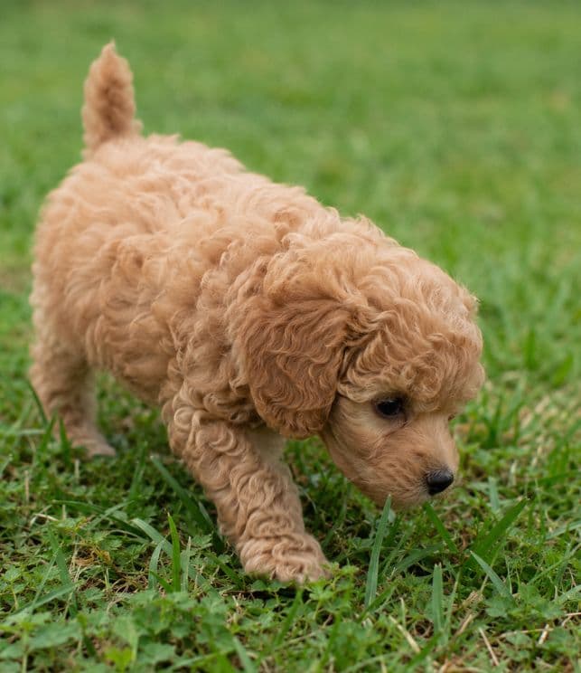 Caniche Enano