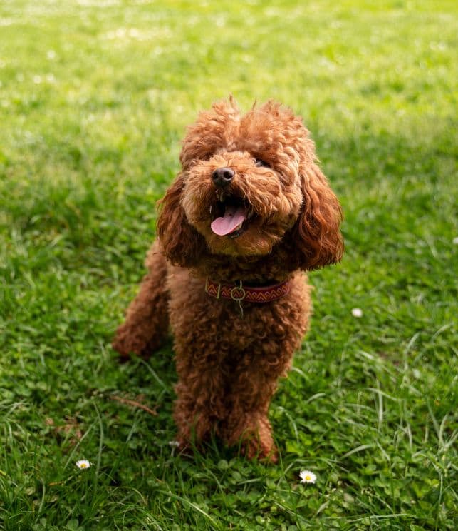 Caniche Mini