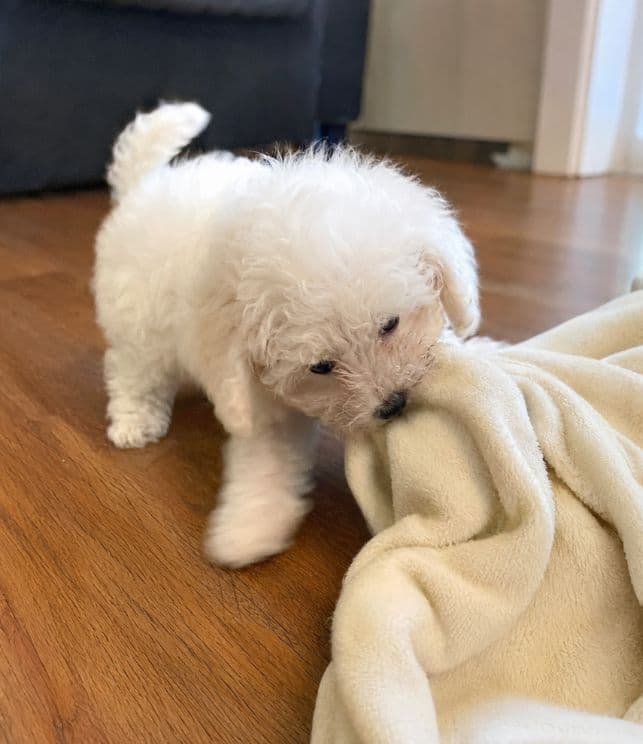 Caniche Miniatura