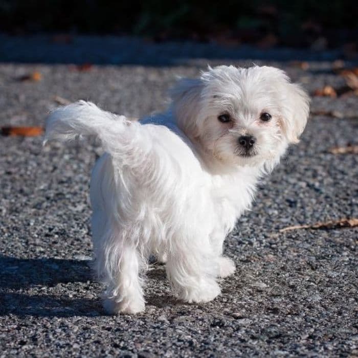 cachorro Bichón Maltés en venta