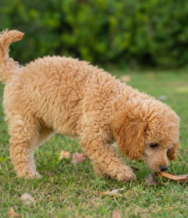 cachorros Caniche Toy