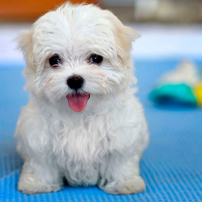 cachorros de Bichón Maltés