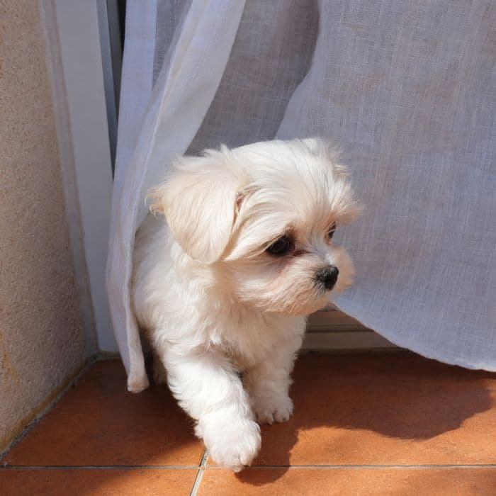 camadas de Bichón Maltés