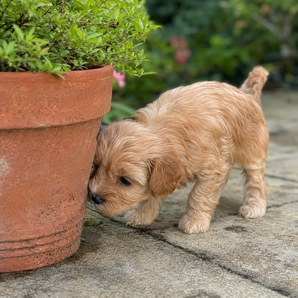 colores del maltipoo