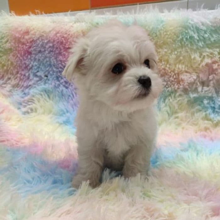 comprar un Bichón Maltés Toy