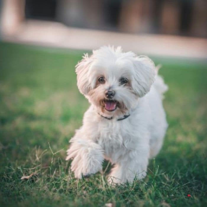 comprar un bichon maltes
