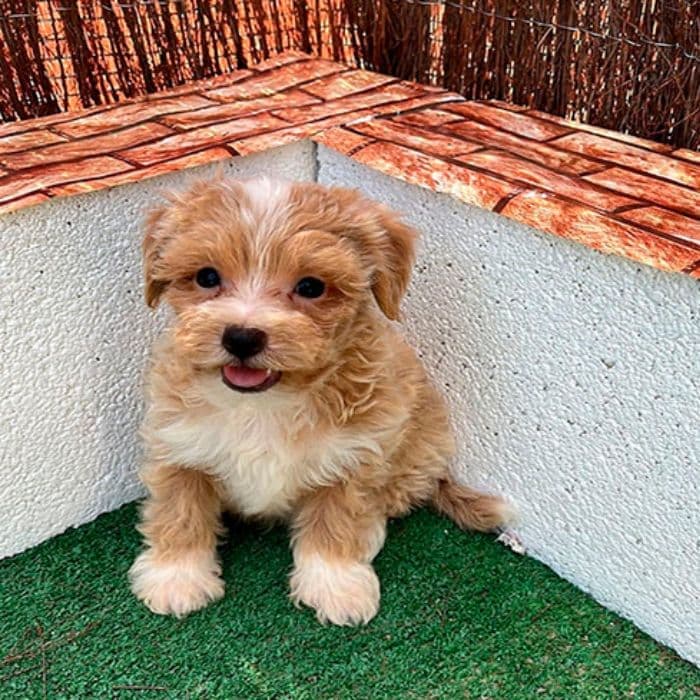 comprar un maltipoo