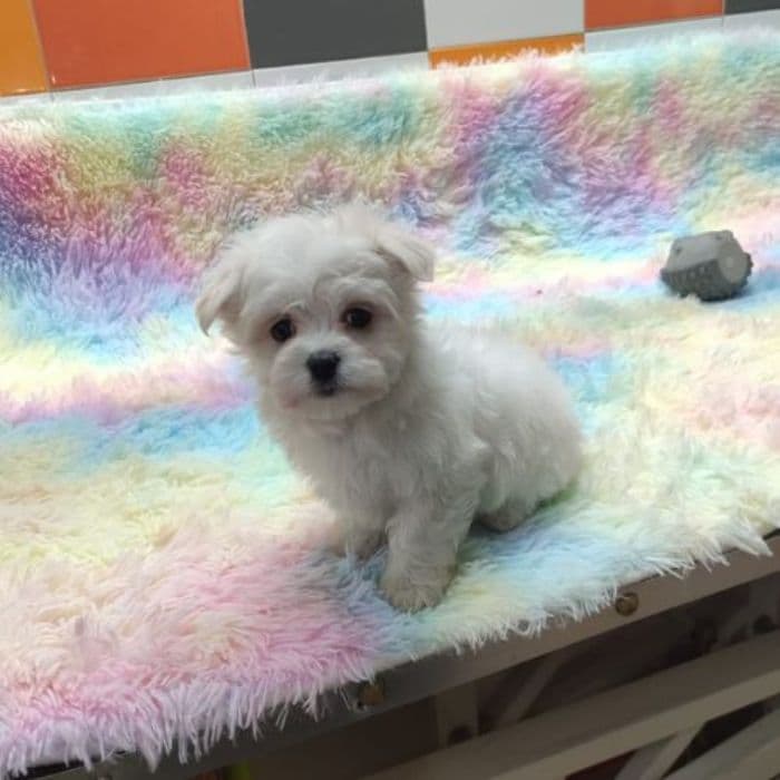 criador de Bichón Maltés ético y responsable
