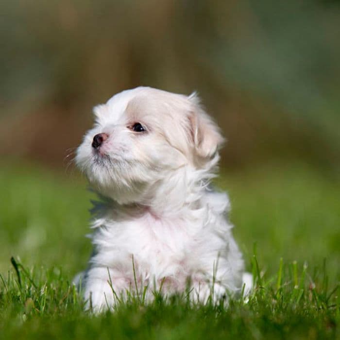 criador de Bichón Maltés