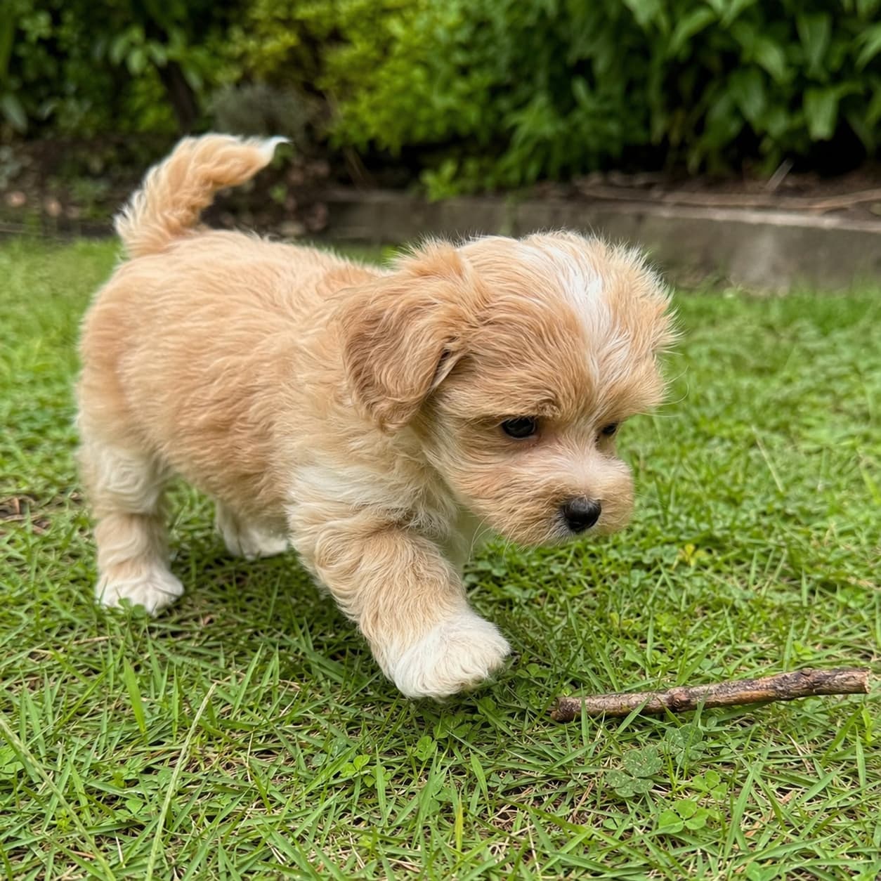 criador de maltipoo