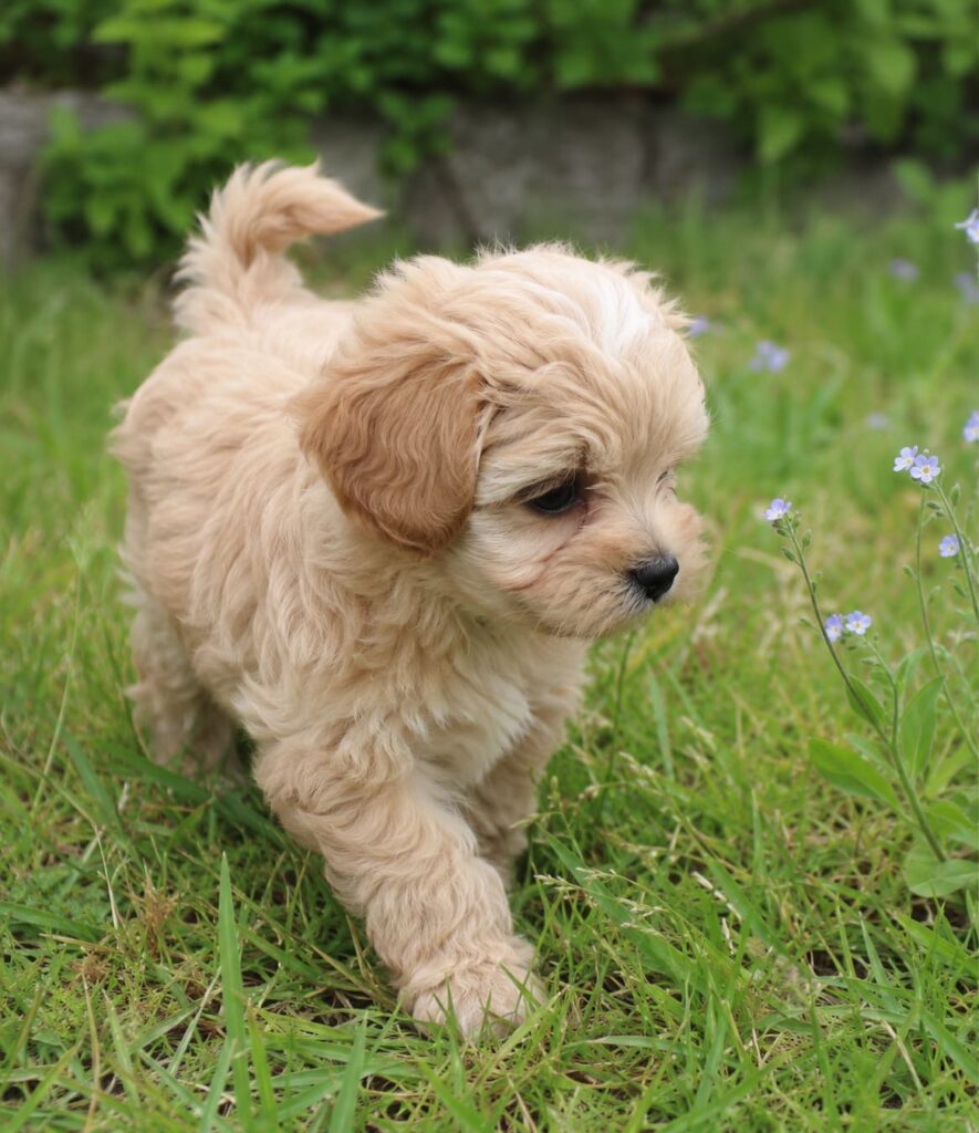 cuanto vale un maltipoo