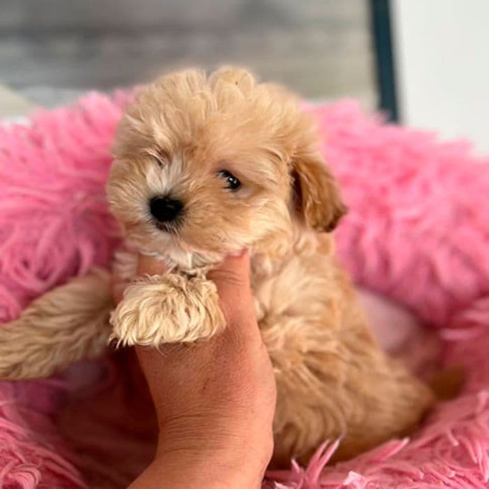 maltipoo mini