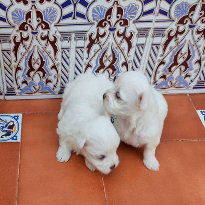 precio de un Bichón Maltés Toy