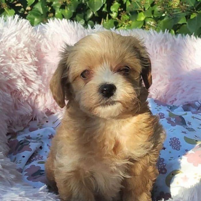 precio de un cachorro maltipoo.