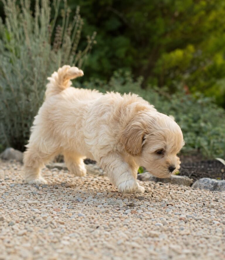 precio maltipoo