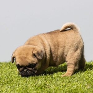 Carlino cachorro