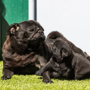 El Pug