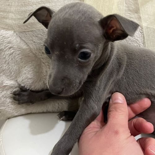 Galgo Italiano pequeño