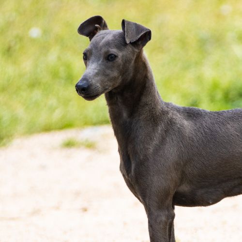 Galgo Italiano toy