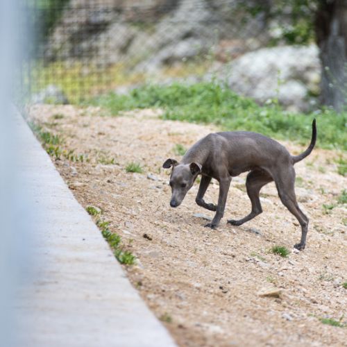 Galgo Italiano