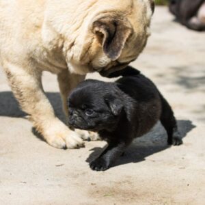 Pug Carlino