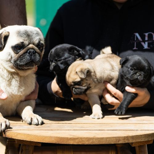 Pug cachorro