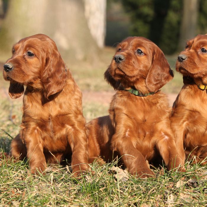 cachorro Setter Irlandés