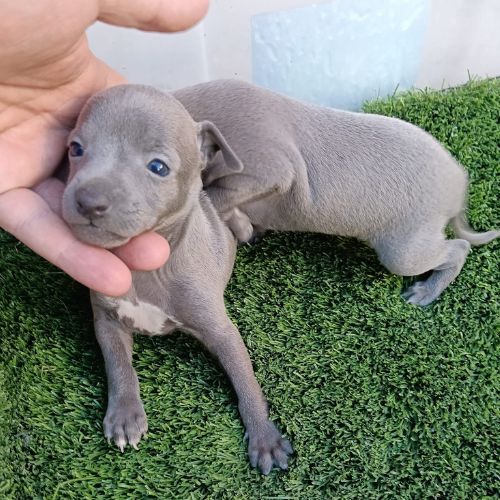 cachorro de Galgo Italiano