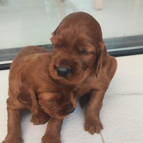 cachorros Setter Irlandés