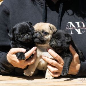 comprar un Carlino