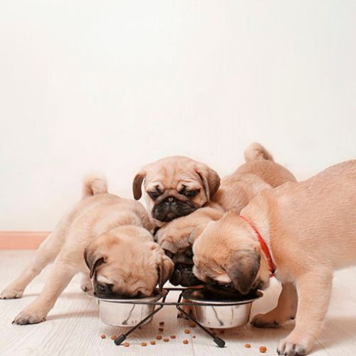 criadero de Pug