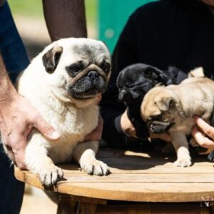 criador pug