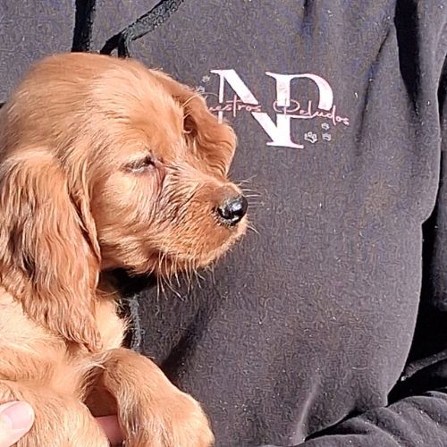 criadores de Setter Irlandés