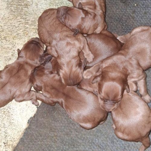 cuánto cuesta un Setter Irlandés