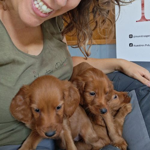 cuánto vale un Setter Irlandés