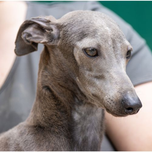 perro Lebrel Italiano