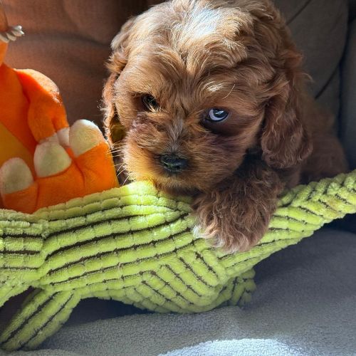 Cavapoo Mini