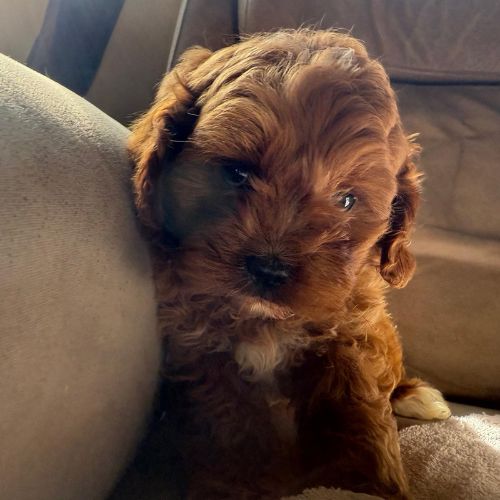 Cavapoo Toy
