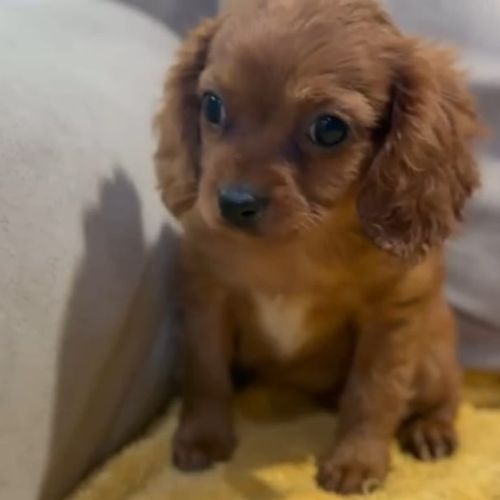 Cavapoo adulto
