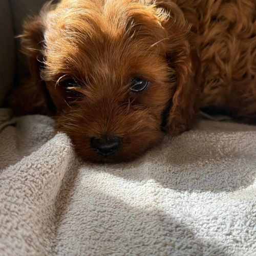 Cavapoo cachorro