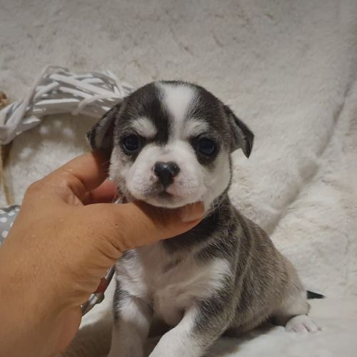 Chihuahua Toy