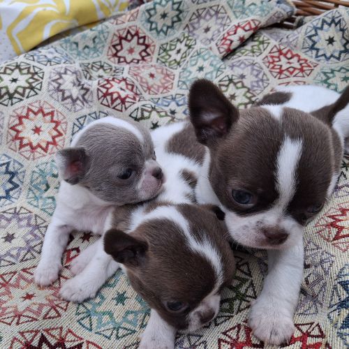 Chihuahua cabeza de manzana