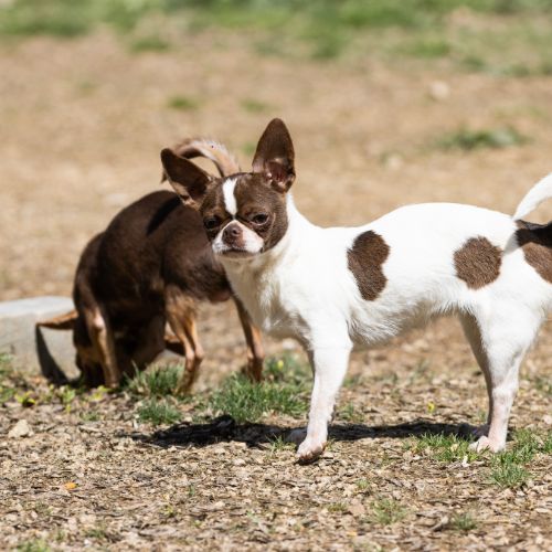 Chihuahua de pelo corto