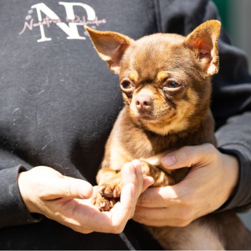 Chihuahua de pelo largo