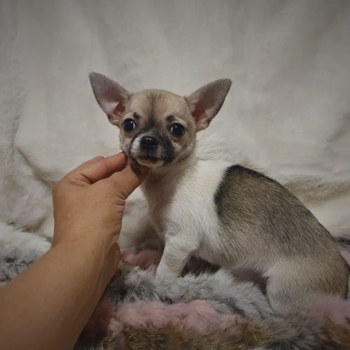 Chihuahua en venta